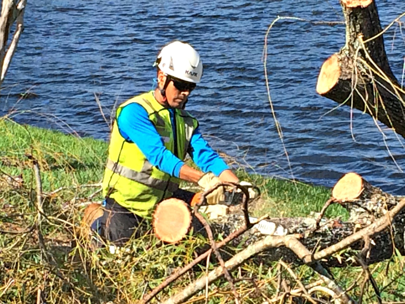 Tree Removal Experts